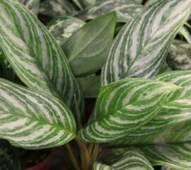 Aglaonema Maria Zahradnictvi Líbeznice