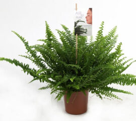 Nephrolepis Zahradnictvi Líbeznice