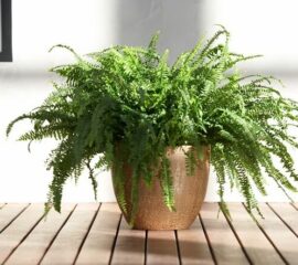 Nephrolepis Zahradnictvi Líbeznice