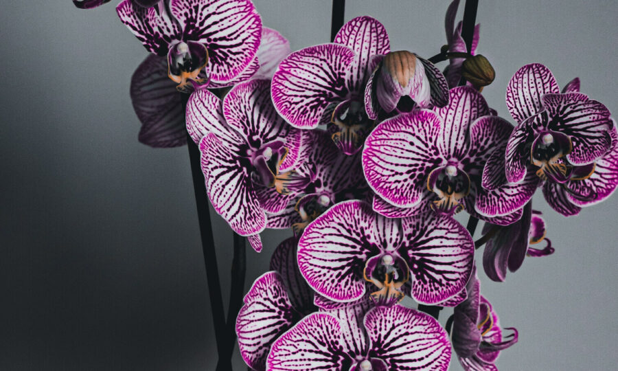 Orchideje