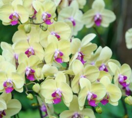 Orchideje Zahradnictví Líbeznice