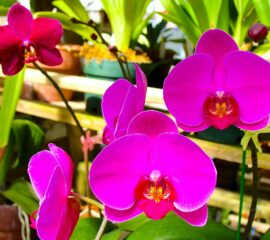 Orchideje Zahradnictví Líbeznice