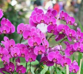 Orchideje Zahradnictví Líbeznice