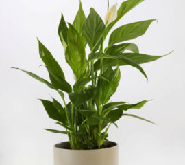 Spathiphyllum Zahradnictvi Líbeznice
