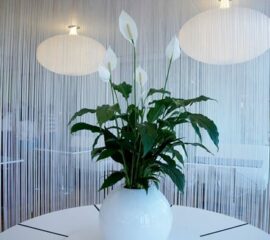 Spathiphyllum Zahradnictvi Líbeznice