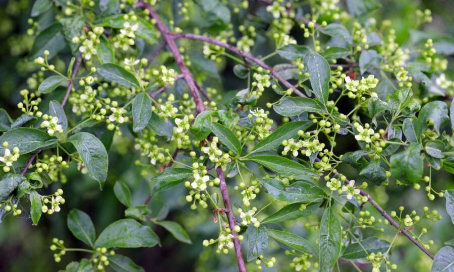 Dřeviny pro extrémní situace