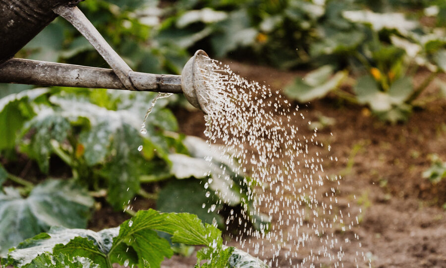 Zahradní hosti, které nikdo nezval