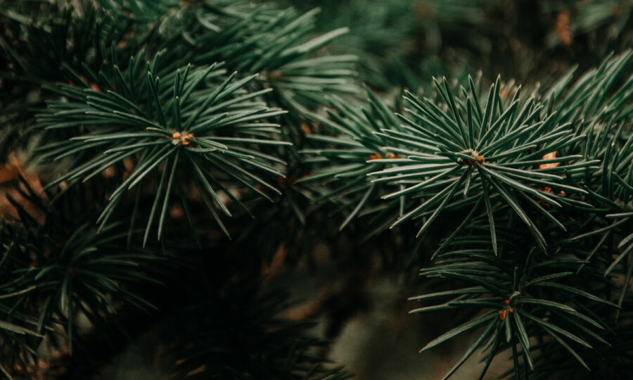 Vánoční stromek, který poroste