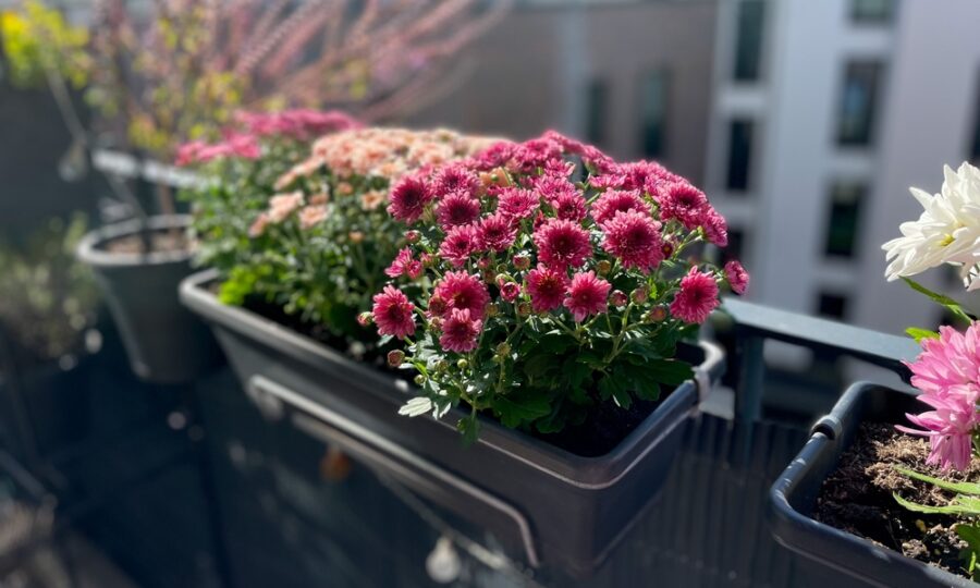 Péče o balkónové květiny