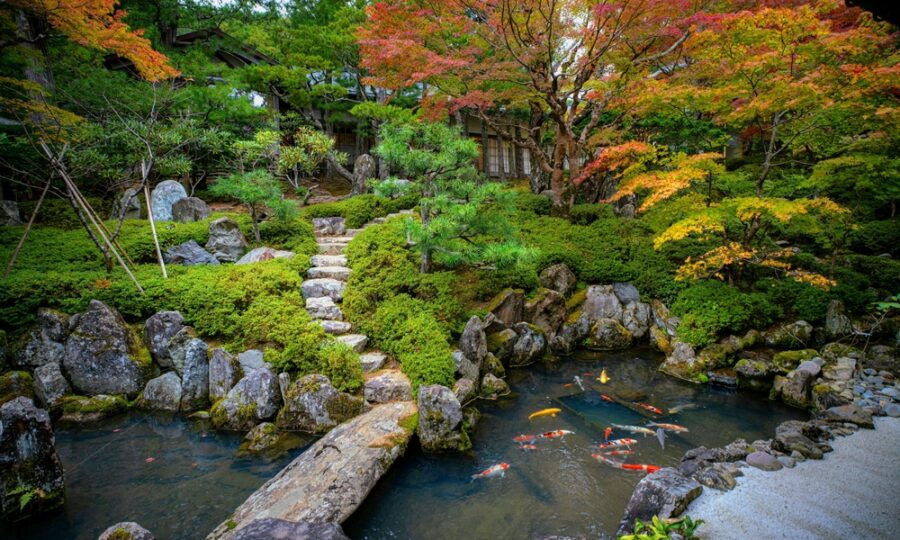 Jezírko a koi – správná péče