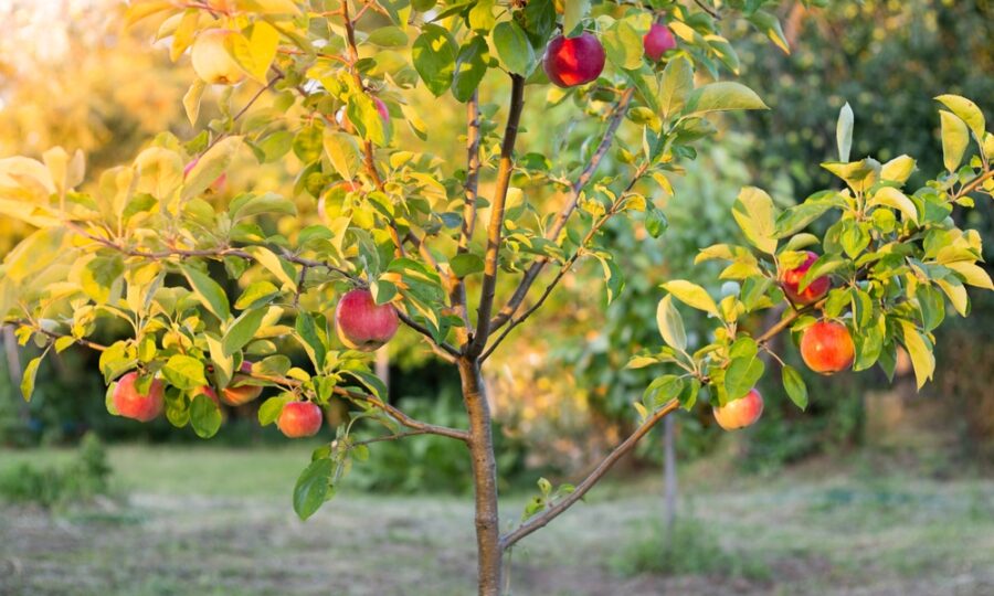 Výsadba ovocných dřevin