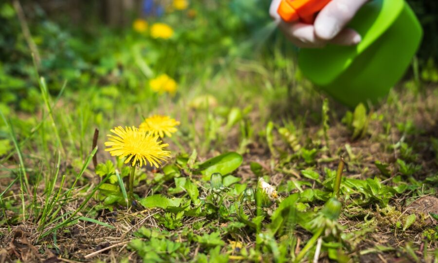 Jak se úspěšně zbavit plevelů