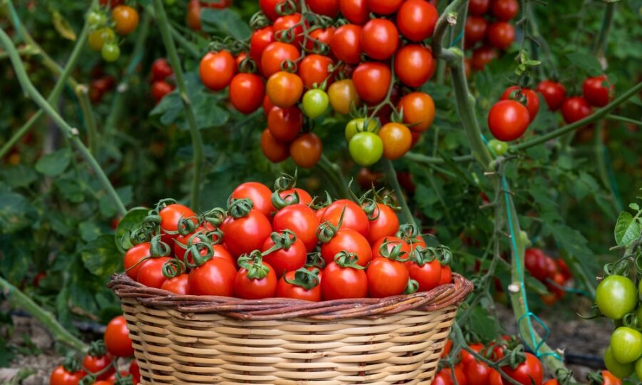 Roubovaná zelenina slaví úspěchy