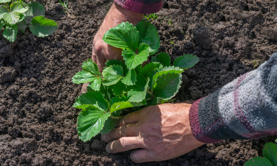 V srpnu a září sázíme jahody!