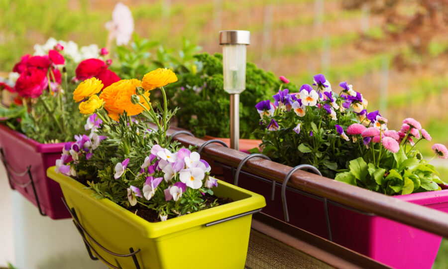 Jak vybrat ten správný truhlík?