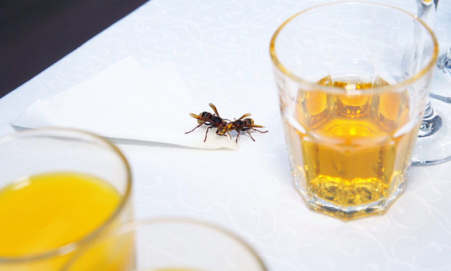 Jak na obtížný hmyz?