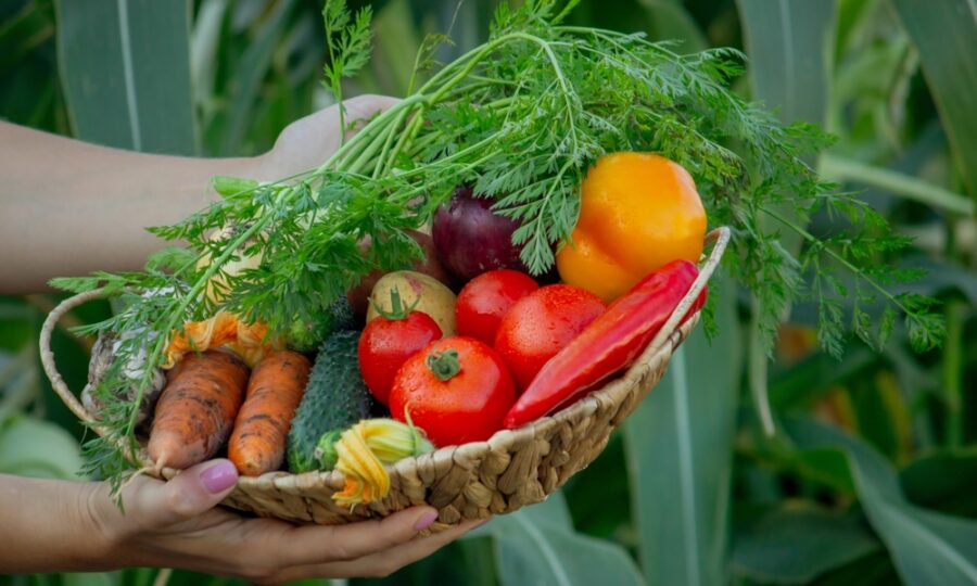 Vypěstujte si vlastní bio zeleninu