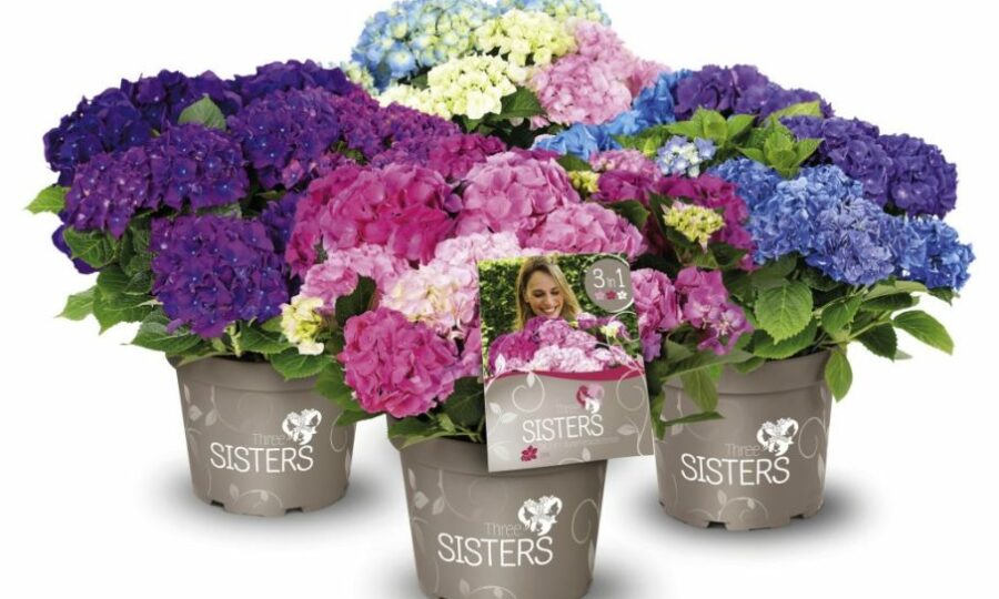 Hortenzie Three sisters®