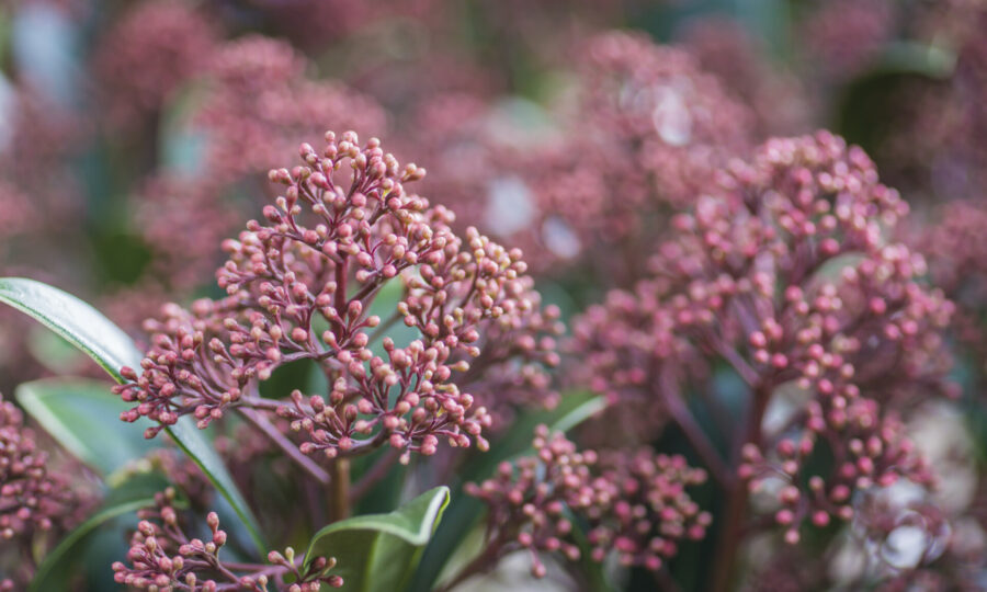 Skimmia japonica vám udělá parádu po celý rok!