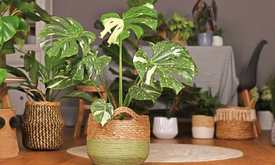 Monstera variegata – unikátní sběratelský kousek v našem zahradnictví