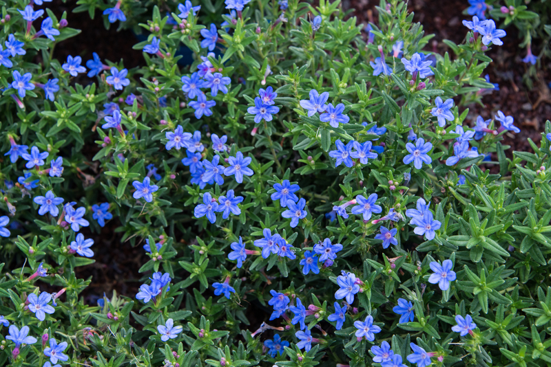 Náš tip – Lithodora ˈHeavenly Blueˈ