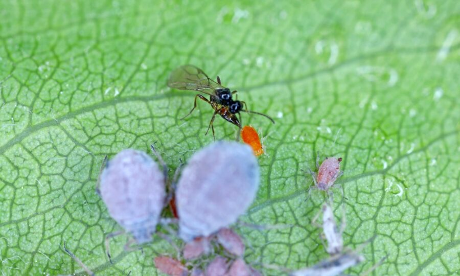 BIO ZAHRADA – zatočte se škůdci rostlin ekologicky!