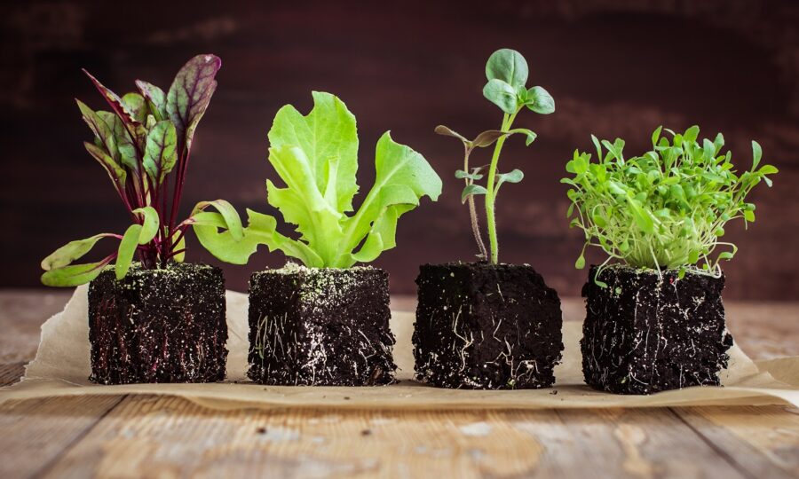 Balíčková sadba je zárukou kvality