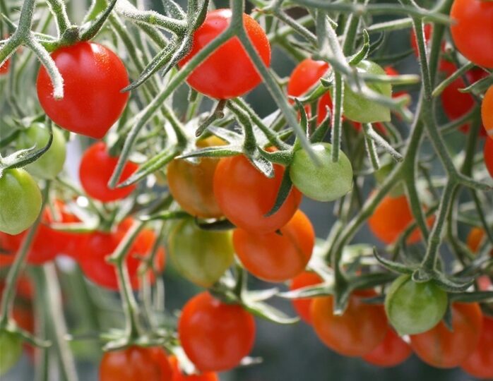 Novinka – roubované, perlové rajče TOMBERRY RED