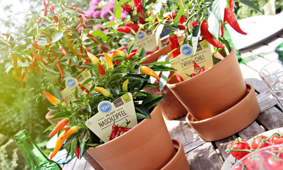 BIO chilli papričky dorazily na prodejnu!