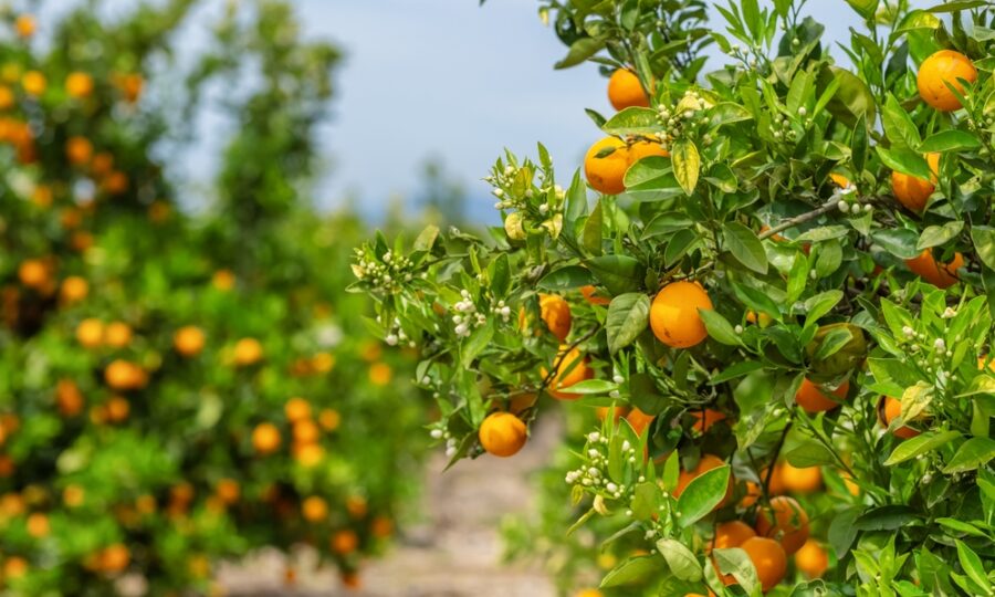CITRUSY v akci 1+1 ZDARMA