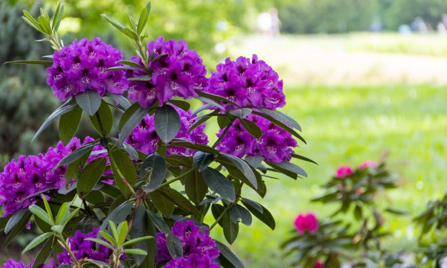 Rododendrony 1+1 ZDARMA