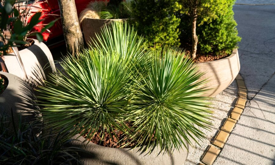 Yucca rostrata: exotická kráska i pro české zahrady