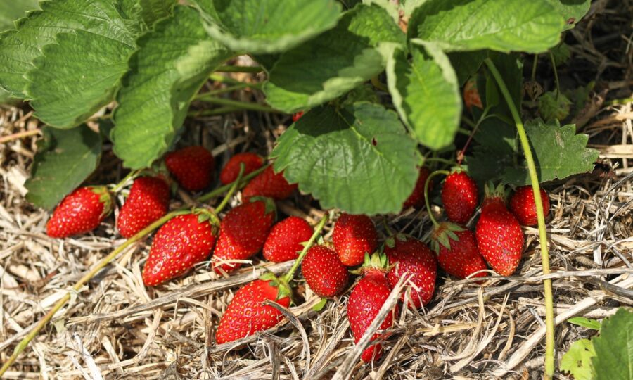 Výtečné jahody z vlastní zahrady