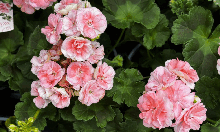 Novinka: Pelargonium Rosebud Astrid