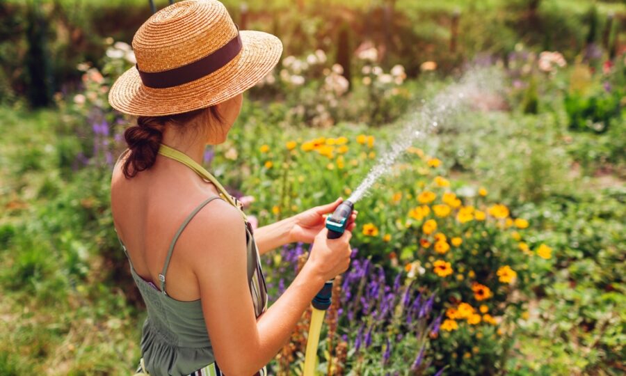 Jak správně pečovat o rostliny v horkých dnech