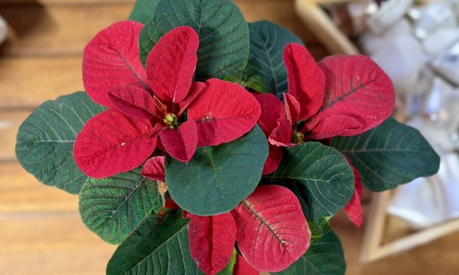 NOVINKA: Poinsettia Christmas Mouse® Series