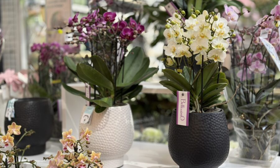Orchideje, kam se podíváte!