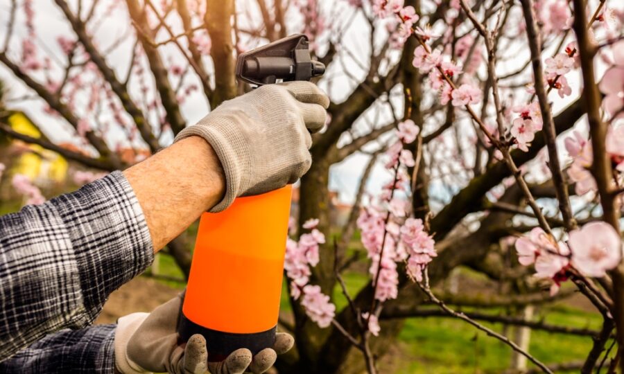 Jarní postřik ovocných stromů