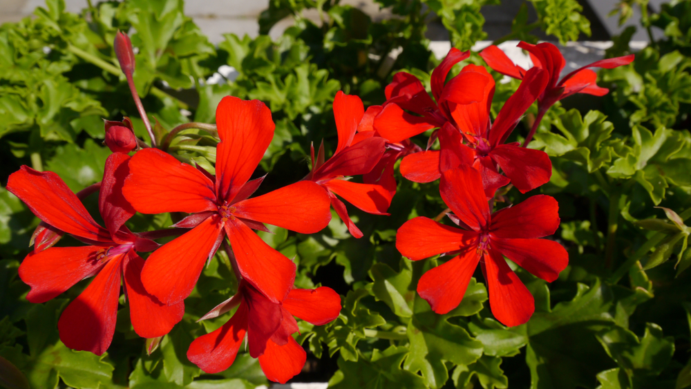 Muškát pelargonie převislá jednoduchá Super Cascade Red
