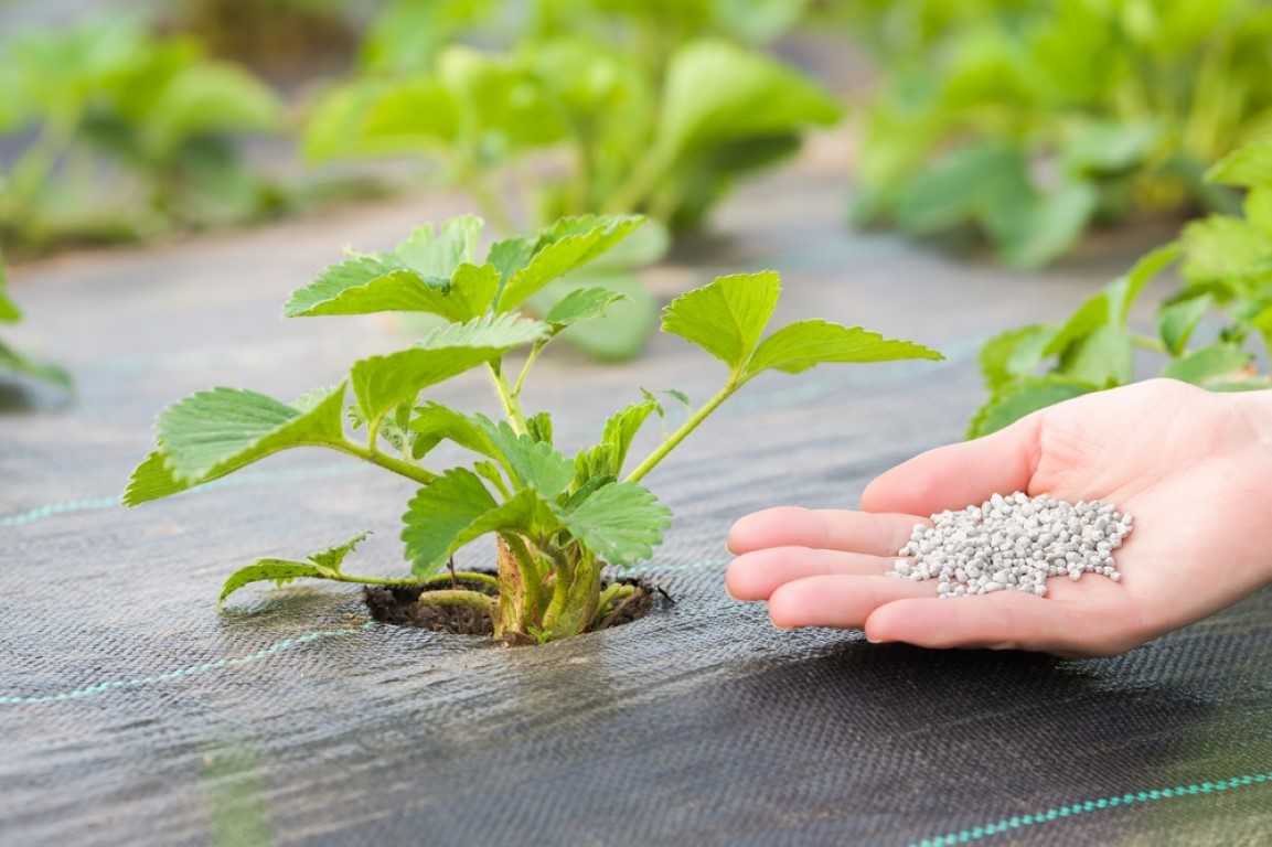 Hnojení a mulčování jahodníků