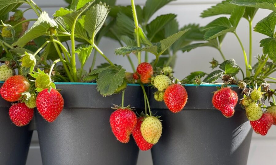 Jarní výsadba jahod – nejen na záhon!