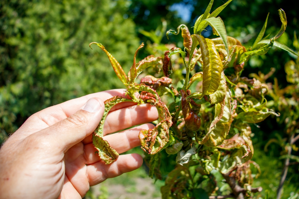 Jak na kadeřavost broskvoní – napadené listy