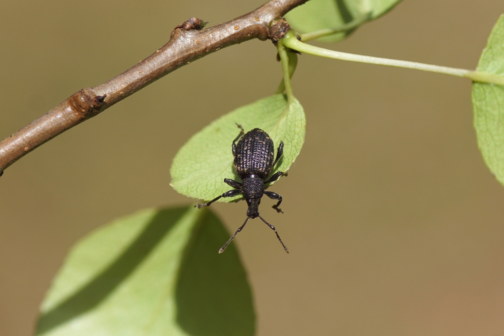Jak se zbavit lalokonosce na zahradě