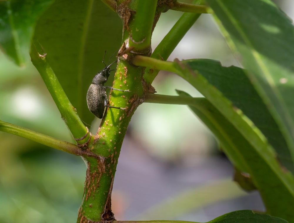 Lalokonosec – jak se ho zbavit