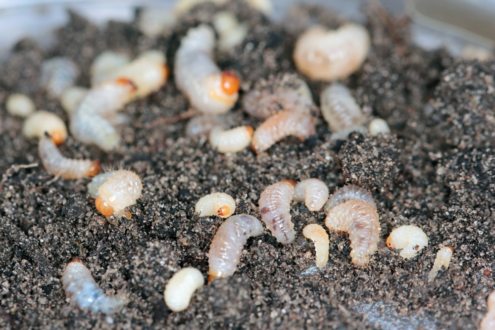 Larvy lalokonosce v kořenech rostliny