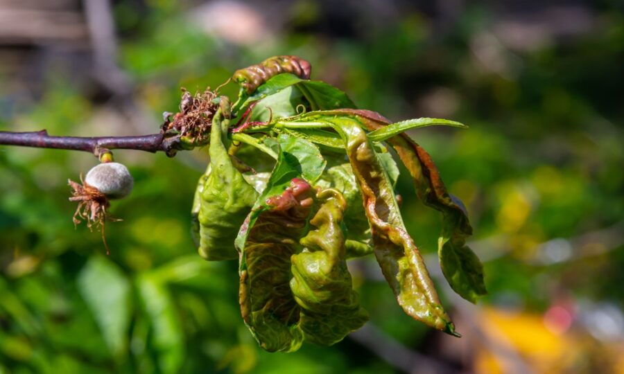 Kadeřavost broskvoní: jeden postřik ve správný čas zachrání celou úrodu