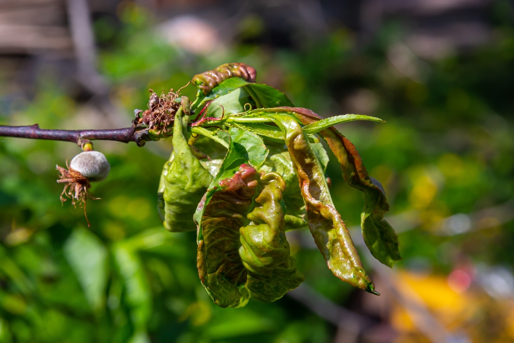 Broskvoň napadená kadeřavostí – zkroucené listy