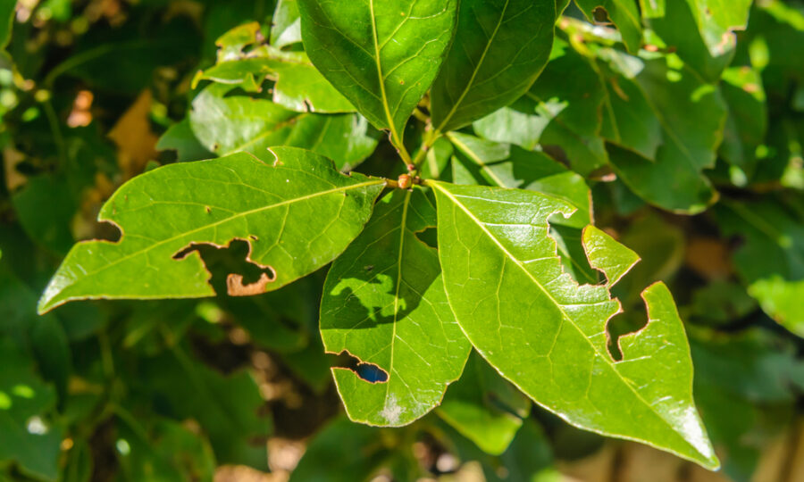Jak se zbavit lalokonosce na zahradě?