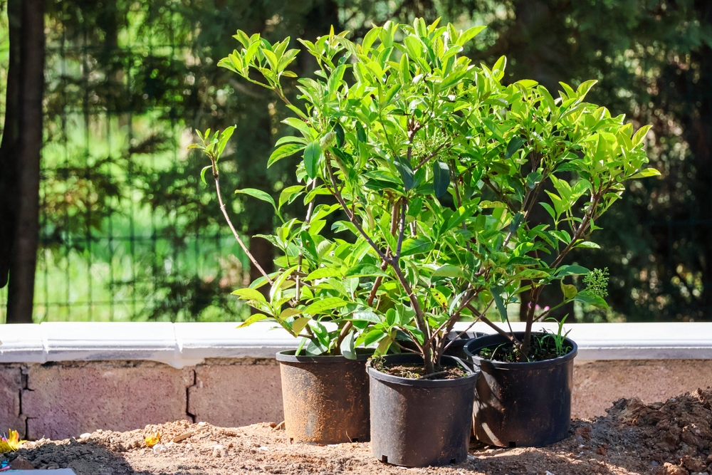 Okrasná zahrada výsadba rostlin s mykorhizou