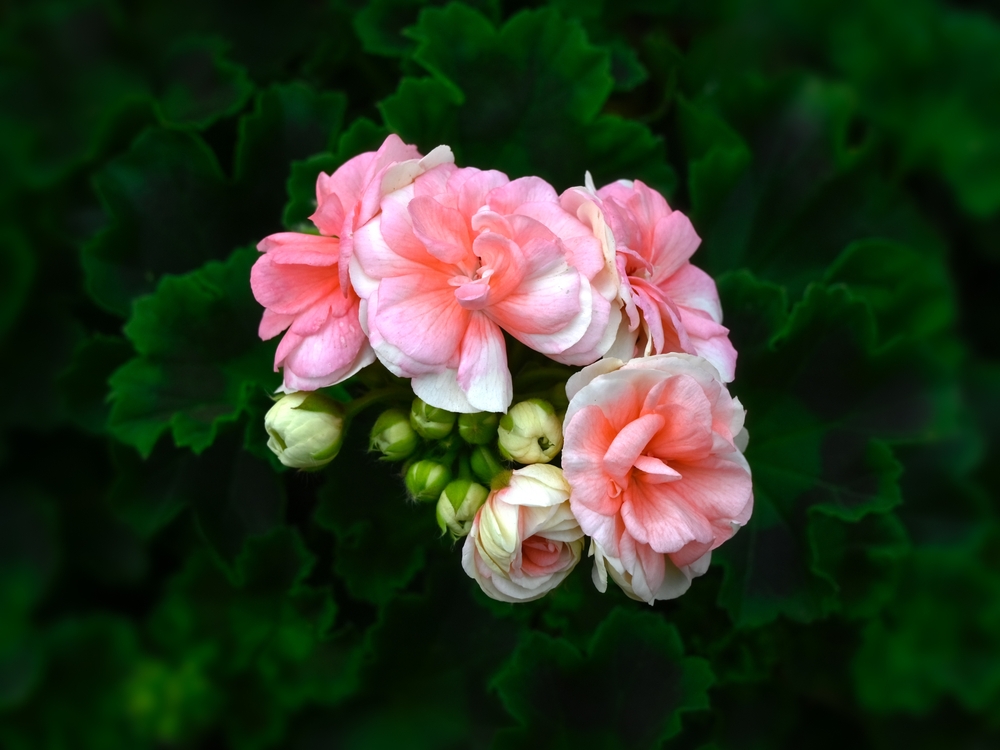 Pelargonium Rosebud Astrid